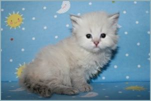 Female Siberian Kitten from Deedlebug Siberians